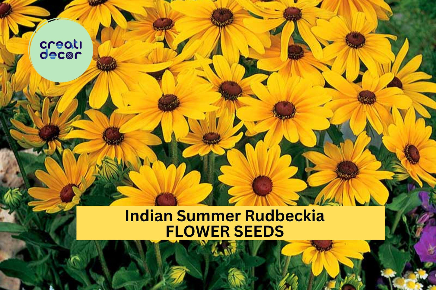 Indian Summer Rudbeckia Seeds – 200+ Giant Golden Yellow Blooms for Borders & Garden, Rudbeckia hirta, Drought Tolerant Perennials