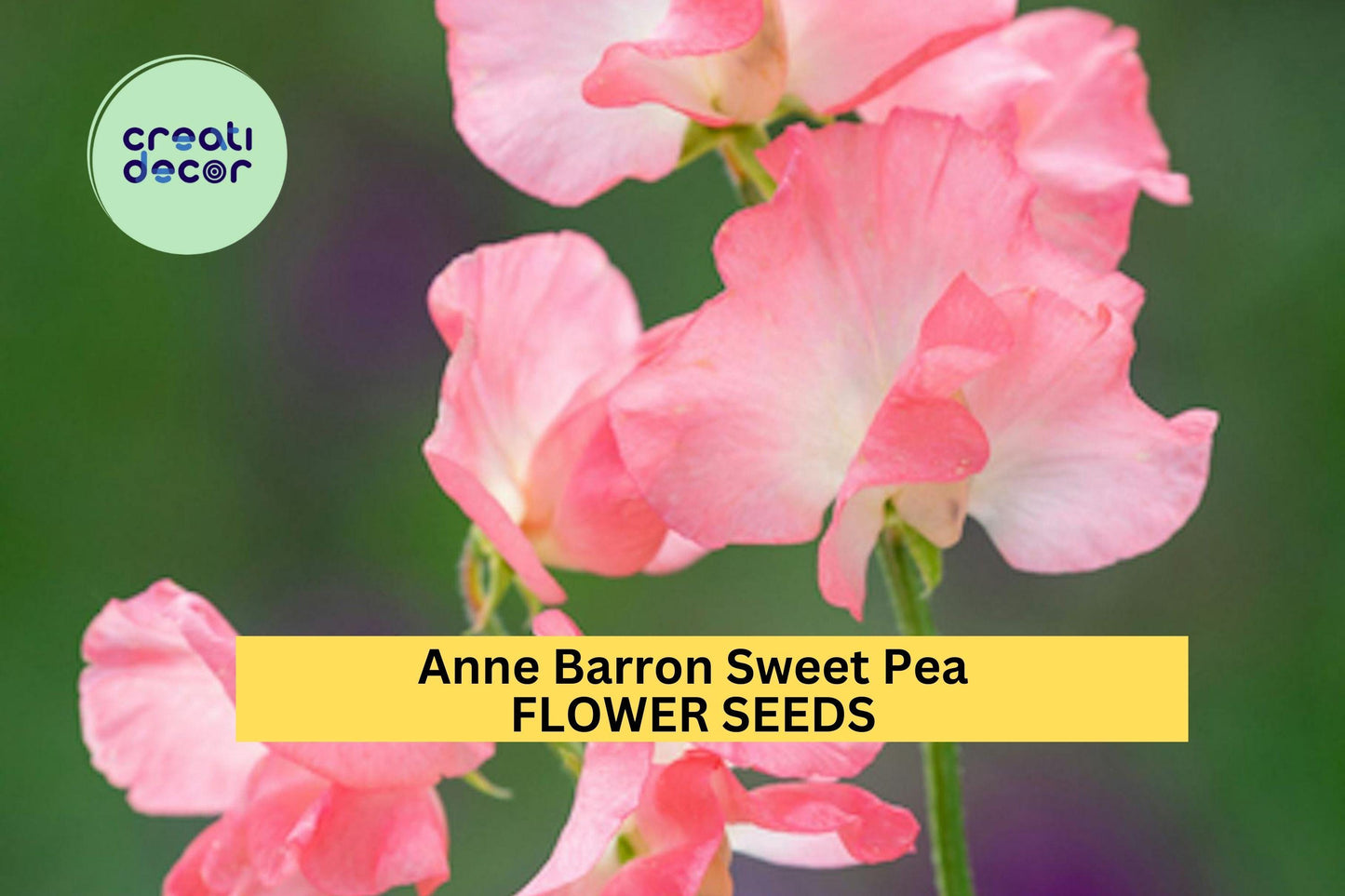 50+ Anne Barron Sweet Pea Seeds – Soft Pink Fragrant Blooms, Climbing Vines for Trellises & Cut Flowers, Lathyrus odoratus