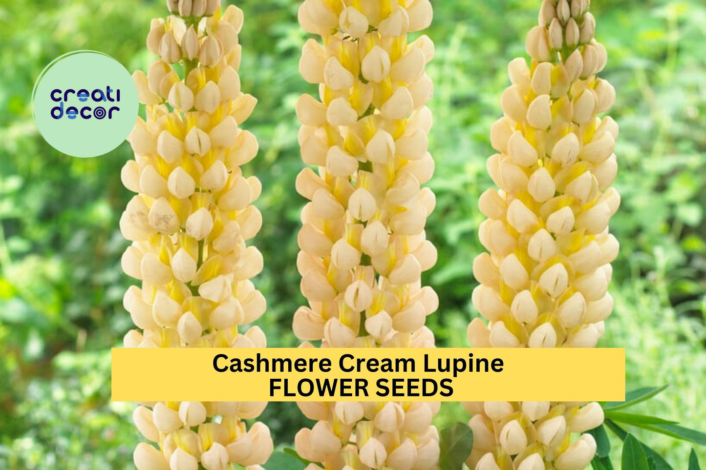 Cashmere Cream Lupine Seeds – Perennial White Flower Spikes for Garden Borders & Beds – Lupinus polyphyllus, 25+ Seeds