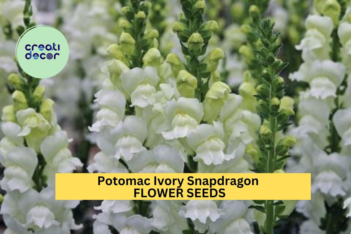 1000+ Potomac Ivory Snapdragon Seeds – Creamy White Blooms, Tall Spikes, Antirrhinum majus for Borders, Cut Flowers & Gardens