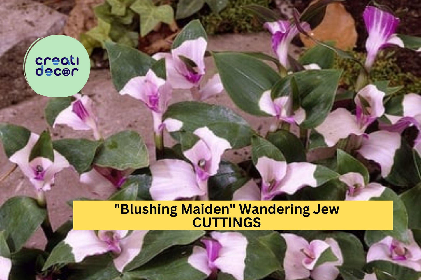 3 Blushing Maiden Wandering Jew Cuttings – Tradescantia andersoniana Pink-Purple Vining Houseplant for Pots & Hanging Baskets