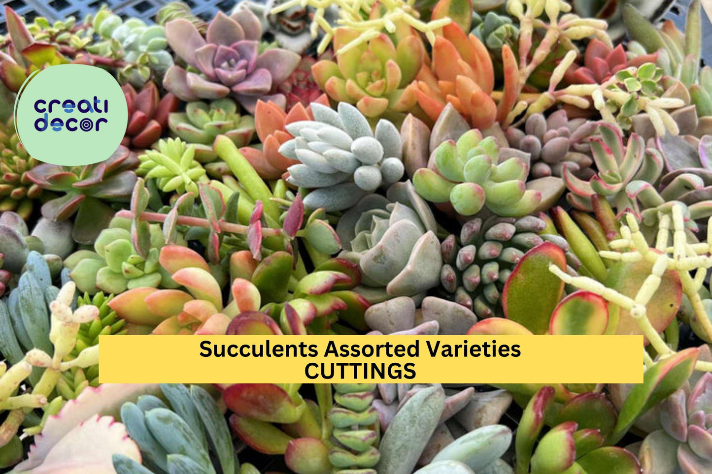 Assorted Succulent Cuttings – 17 Mixed Varieties, Rosettes, Trailing & Uprights, Unrooted Succulent Plants, DIY Crafts & Gifts
