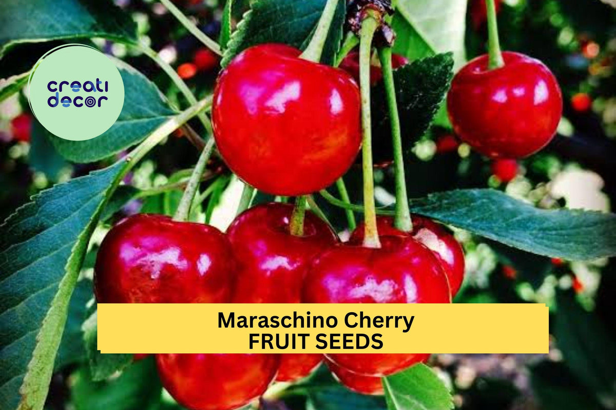 Maraschino Cherry Seeds – Sweet Red Fruit Tree for Garden or Container, Prunus cerasus, Compact, Edible, Full Sun, 10+ Seeds
