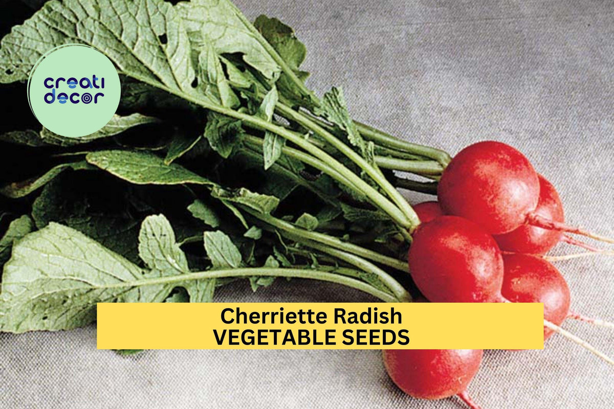 Cherriette Radish Seeds – 500+ Crisp Red Roots for Garden Planting, Fast-Growing Cool Season Vegetable Raphanus sativus
