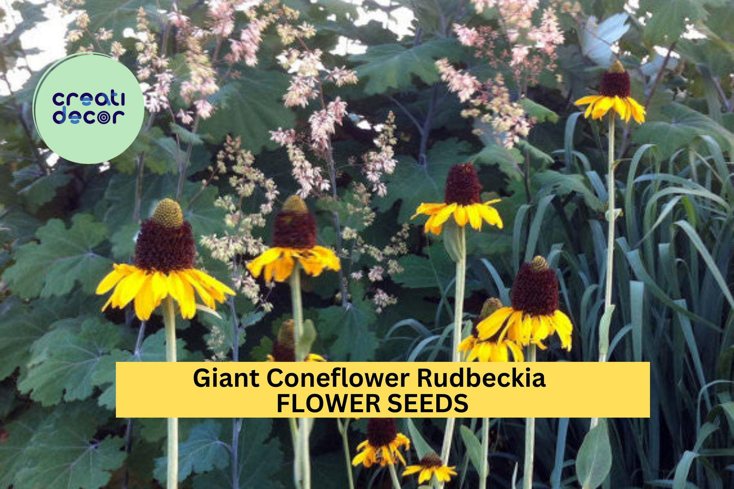 200+ Giant Coneflower Seeds Rudbeckia maxima Tall Yellow Perennial Pollinator-Friendly Native Plant