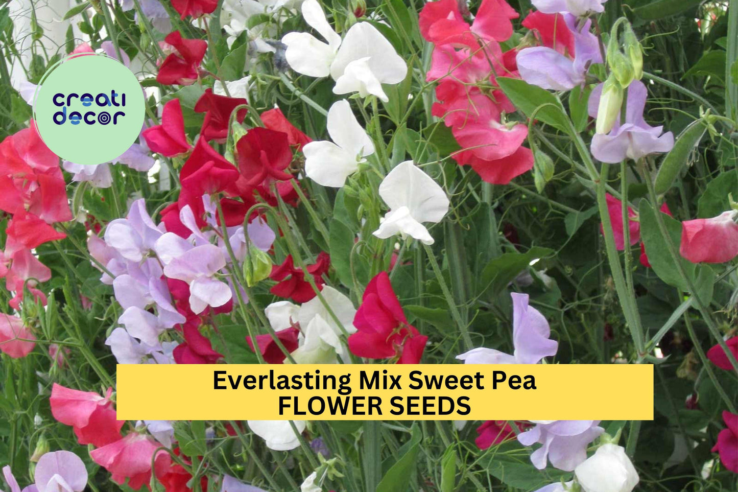 50+ Everlasting Mix Sweet Pea Seeds – Perennial Climbing Vines for Fences, Colorful Flowers, Pollinator Attracting, Lathyrus latifolius