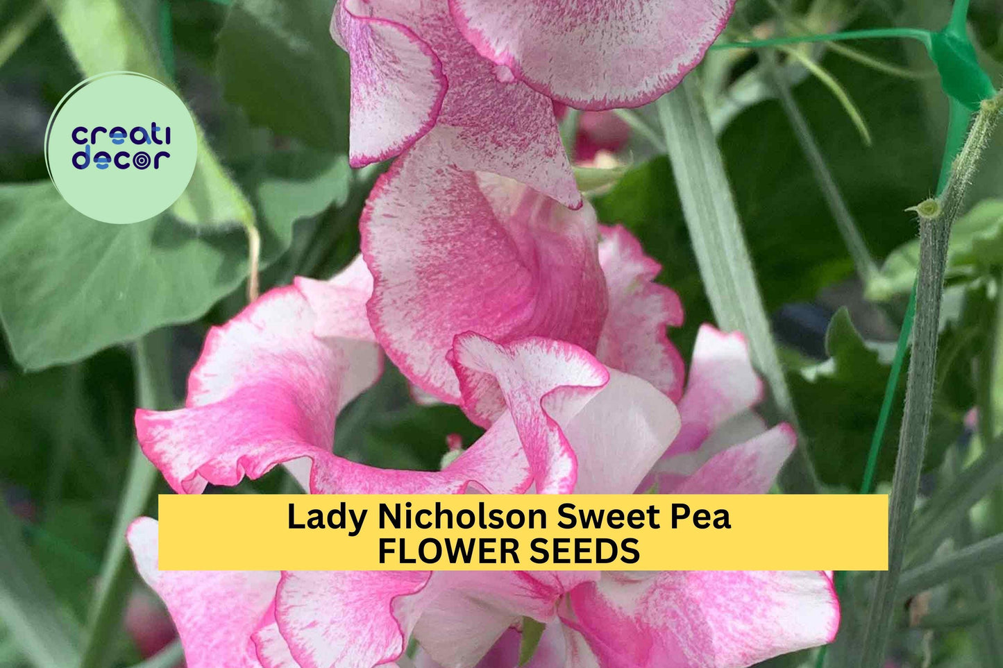 Lady Nicholson Sweet Pea Seeds – Pale Pink Fragrant Blooms for Trellises, Fences & Bouquets – Lathyrus odoratus, 50+ Seeds