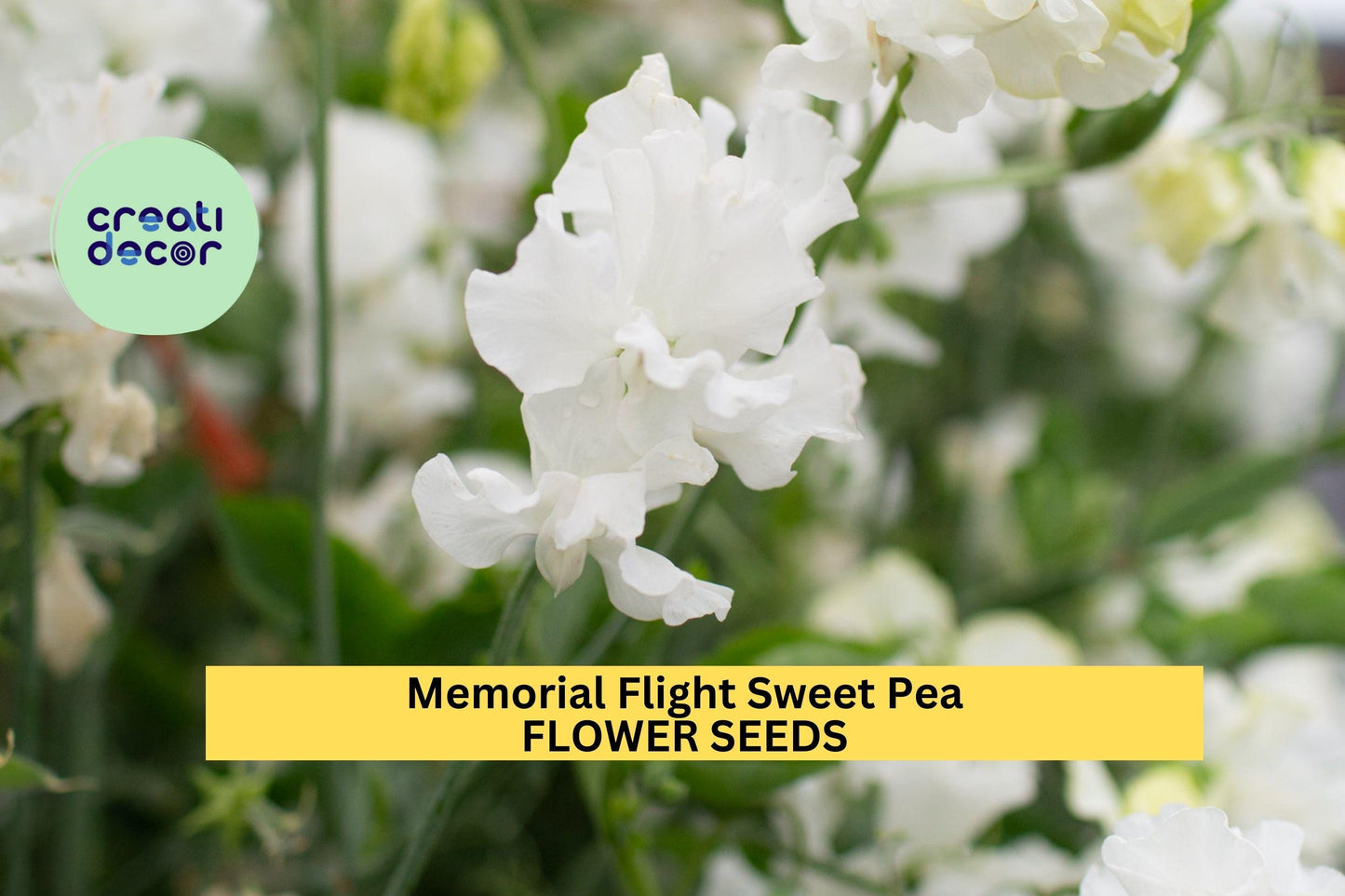 Memorial Flight Sweet Pea Seeds – Soft Blue Fragrant Climbing Vines for Gardens, Trellises & Bouquets – Lathyrus odoratus, 50+ Seeds
