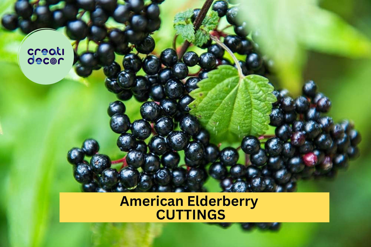 American Elderberry Cuttings 10-Pack – Unrooted Sambucus canadensis Native Shrubs for Garden, Hedgerow, Wildlife Planting