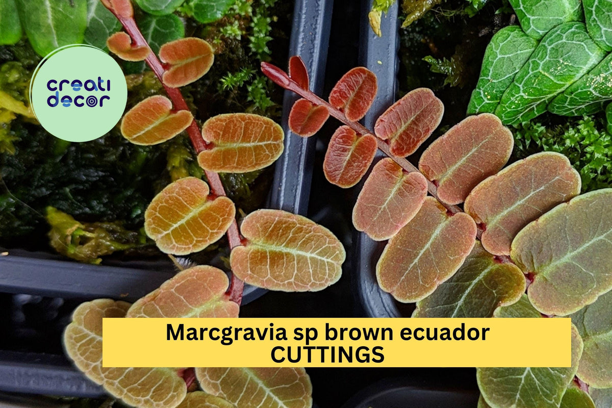 Marcgravia sp. Brown Ecuador Cutting – Rare Shingling Vine with Velvet Brown Foliage for Terrariums & Vivariums