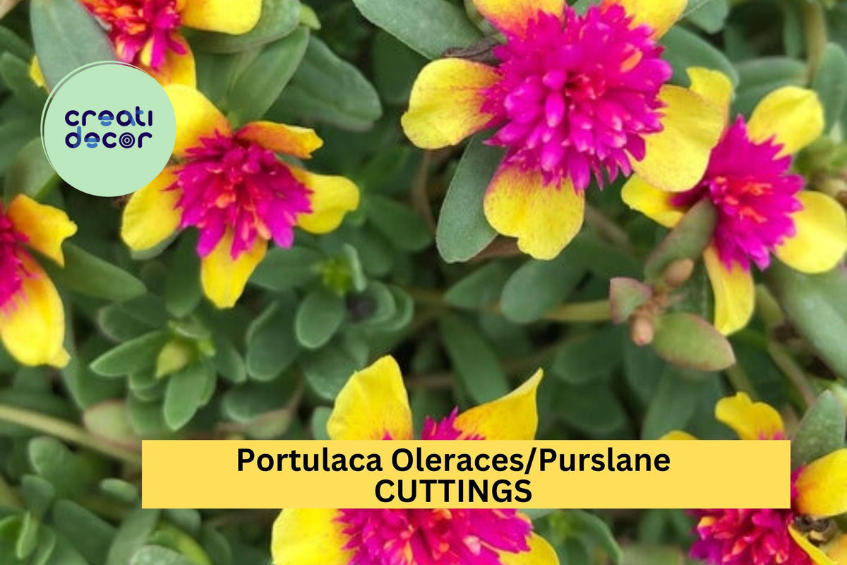 Double Guava Portulaca Cuttings – Purslane (Portulaca oleracea) for Containers, Borders, Hanging Baskets, Guava Pink Blooms