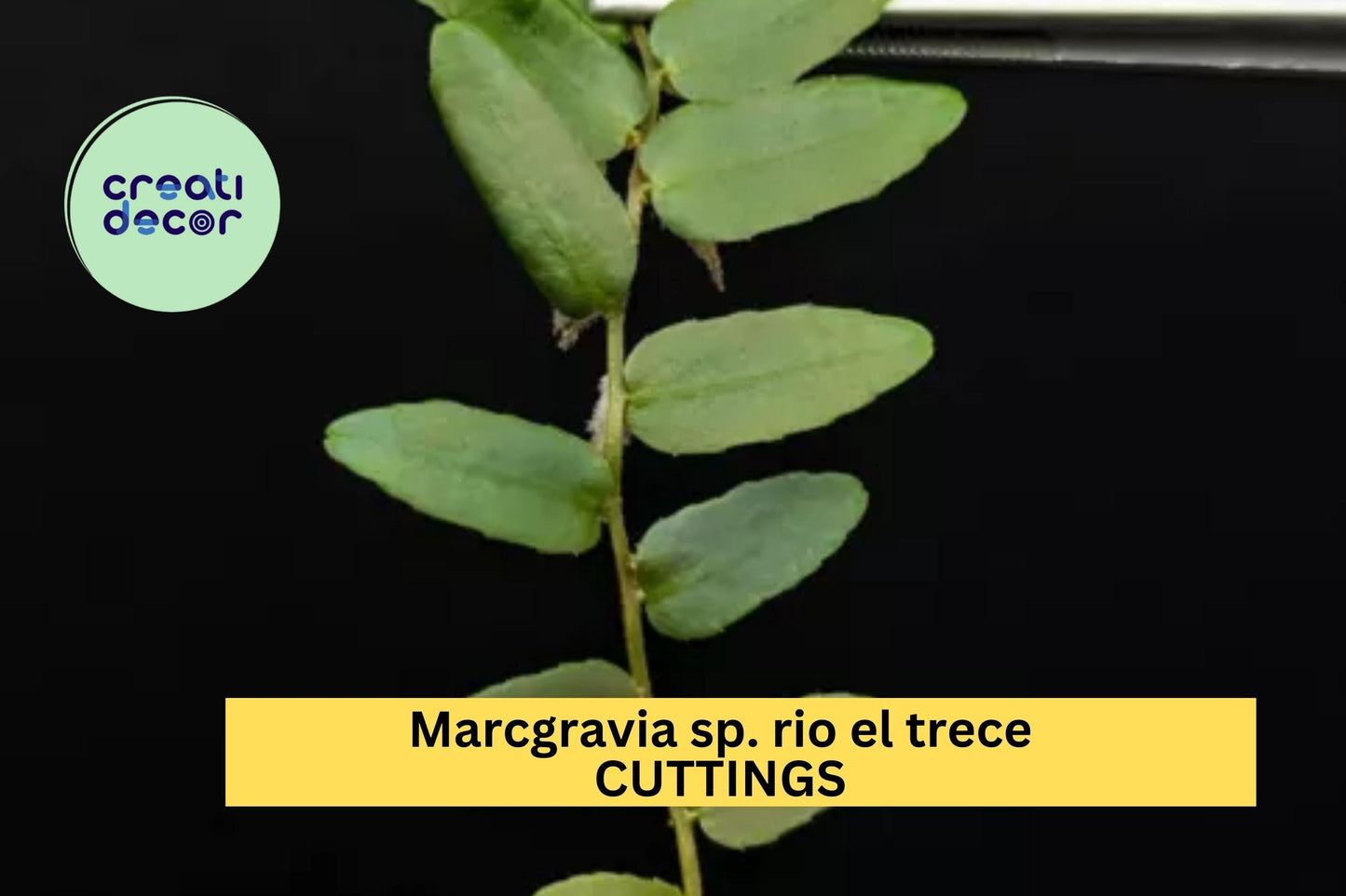 Marcgravia sp. ‘Rio El Trece’ Cutting – Rare Tropical Shingling Vine for Terrariums & Vivariums