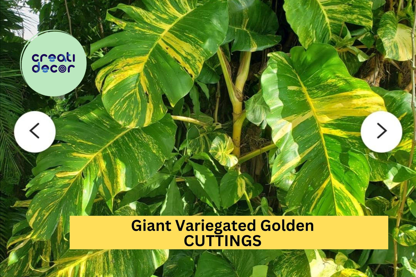 5 Rooted Giant Variegated Hawaiian Pothos Cuttings – Golden Leaf Epipremnum aureum for Indoor Jungle & Hanging Baskets