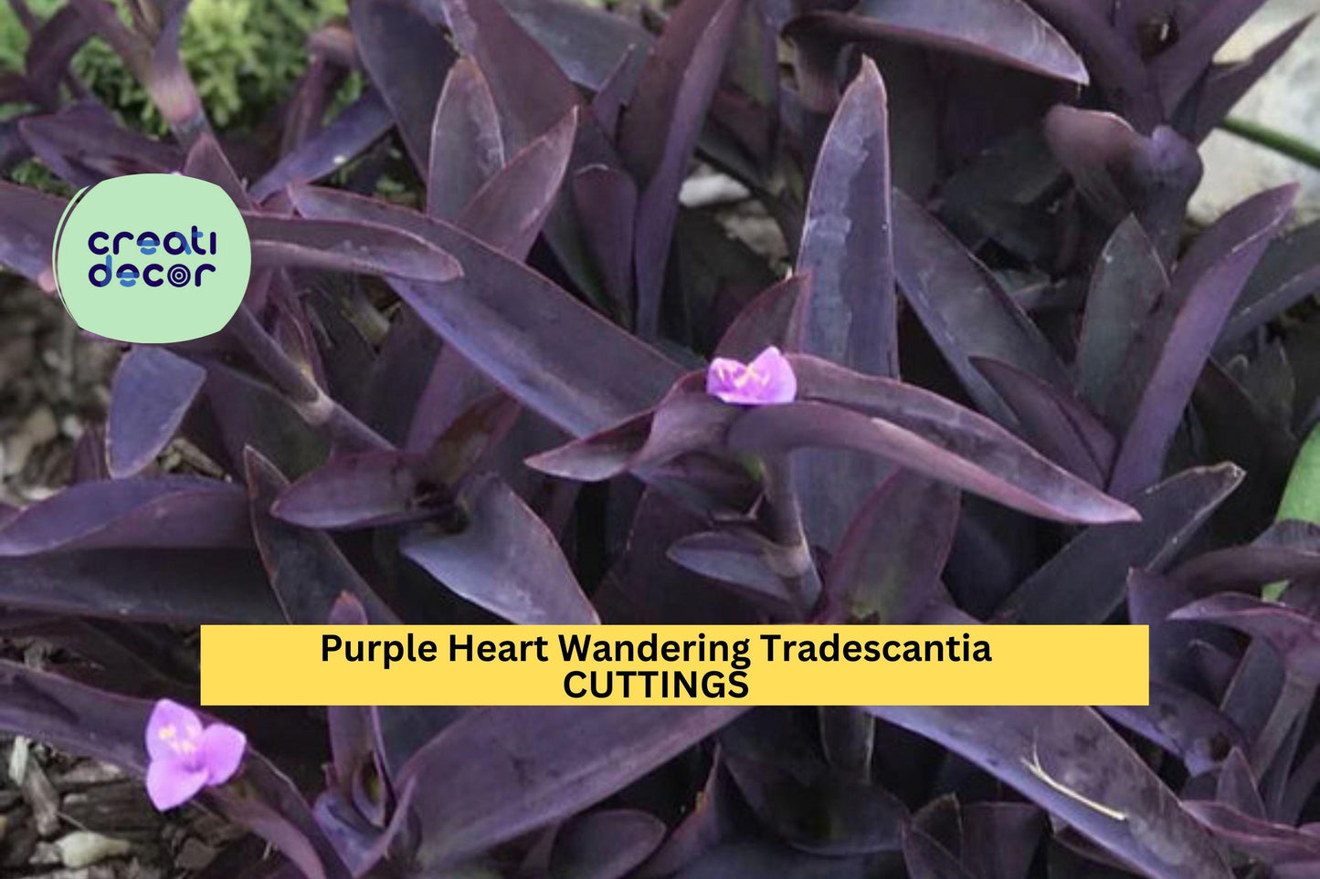 10 Purple Heart Wandering Jew Cuttings – Tradescantia pallida purpurea Live Plants for Pots, Borders & Hanging Baskets