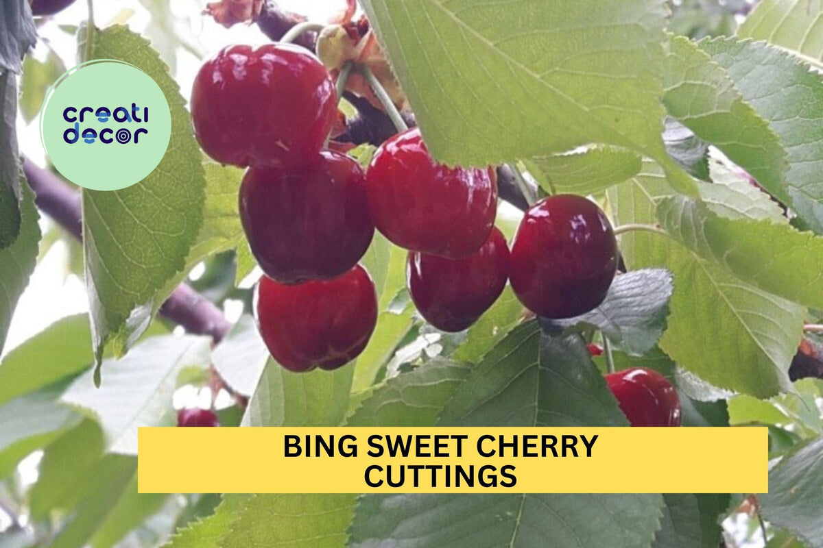 5 Bing Sweet Cherry Hardwood Scion Wood Cuttings – Prunus avium Grafting Propagation for Heirloom Fruit Tree