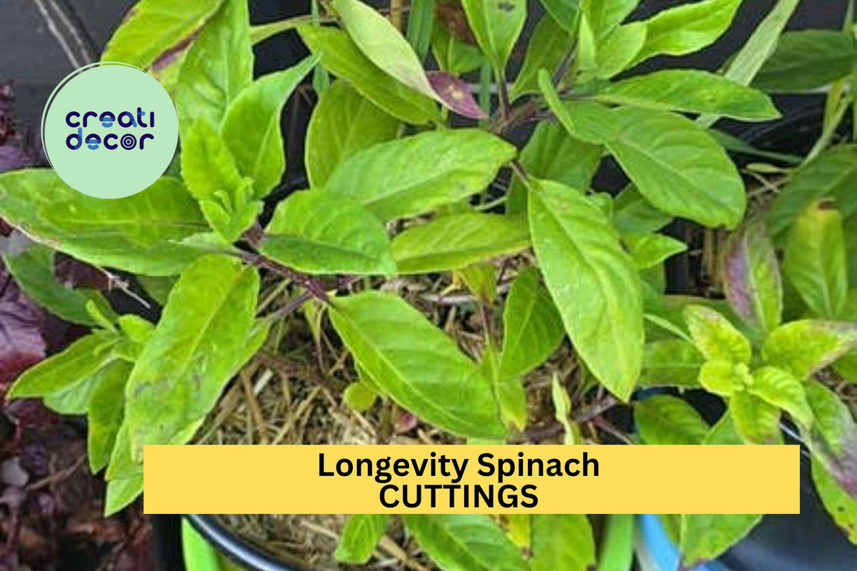 Longevity Spinach Cuttings 5-Pack Gynura procumbens Unrooted Fresh Stems for Garden, Pots, Edible Greenery, Easy to Grow