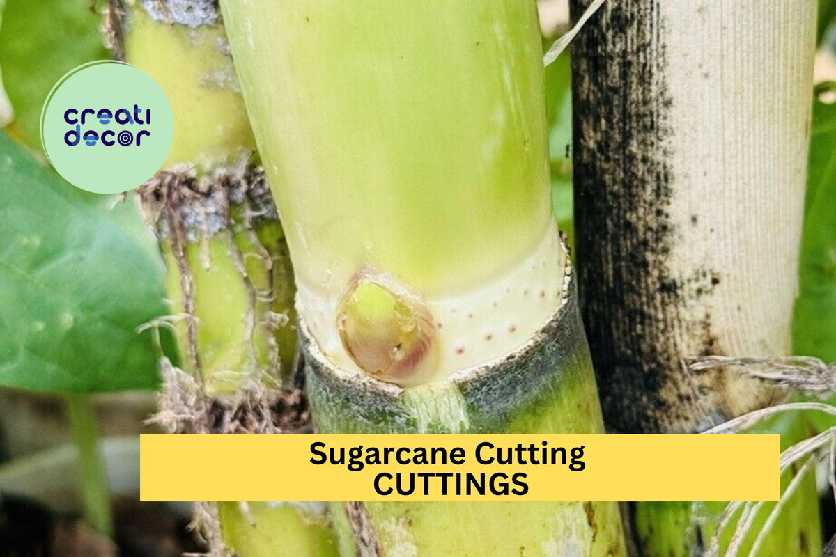 Rooted Sugarcane Cuttings – Sweet Tropical Variety – Live Plants for Garden or Pots – Saccharum officinarum, 5-Pack