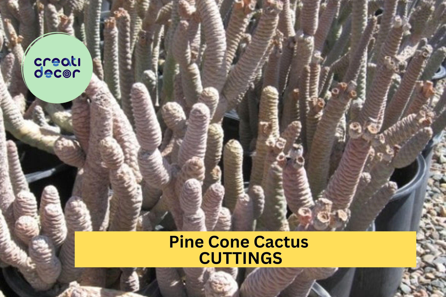 Live Pine Cone Cactus Cutting – Tephrocactus articulatus Succulent Segment for Rock Gardens & Containers – Drought-Tolerant Plant