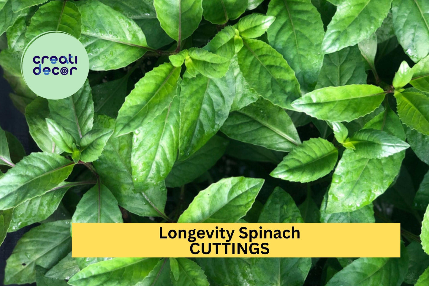 Longevity Spinach Cuttings 5-Pack Gynura procumbens Unrooted Stems for Edible Garden, Pot, or Raised Bed