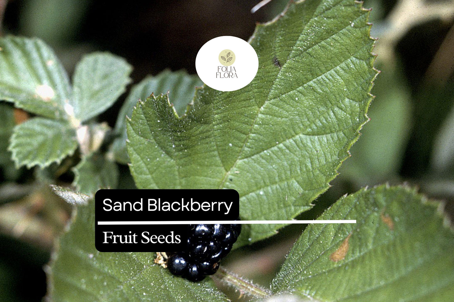 Sand Blackberry Seeds | Native Rubus cuneifolius for Edible Blackberries & Pollinator Gardens