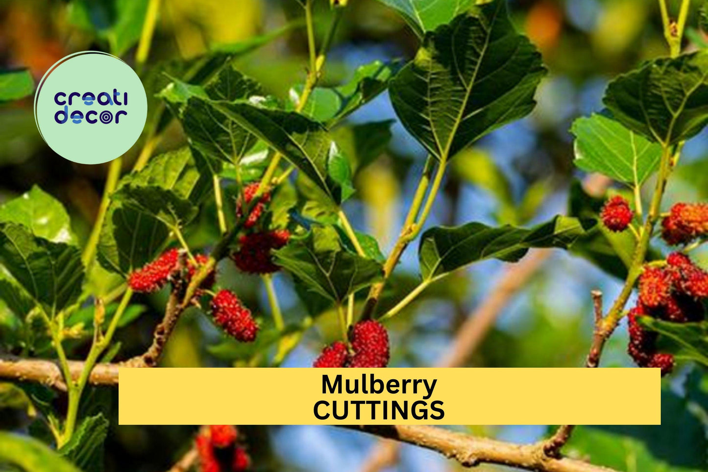 Organic Mulberry Cuttings – 8+ Inch Hardwood Propagation Stems for Grafting – Morus spp.