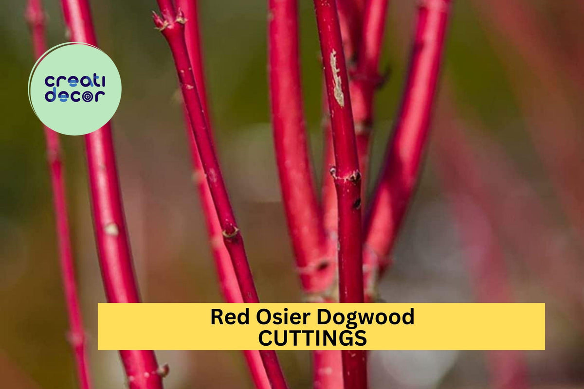 Red Osier Dogwood Cuttings – 30 Unrooted Hardwood Stems for Propagation, Landscaping & Hedgerows – Cornus sericea Native Shrub