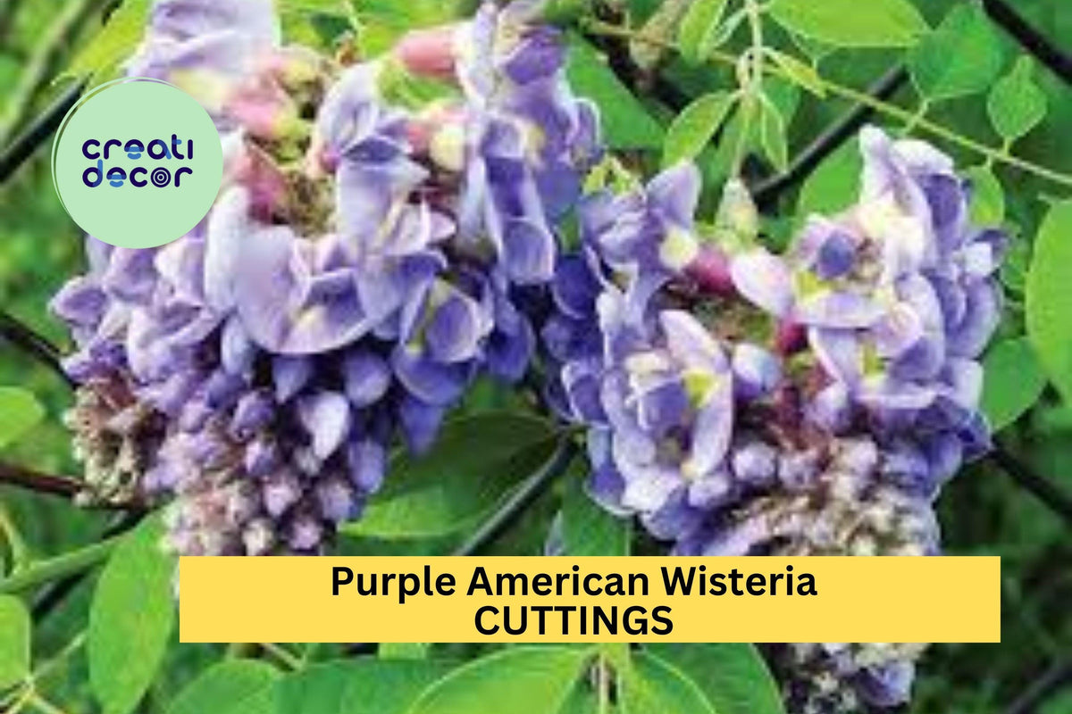 5 Purple American Wisteria Cuttings – Wisteria frutescens Unrooted Vine Stems for Native, Non-Invasive Climber, Fragrant Purple Flowers, Garden Trellises