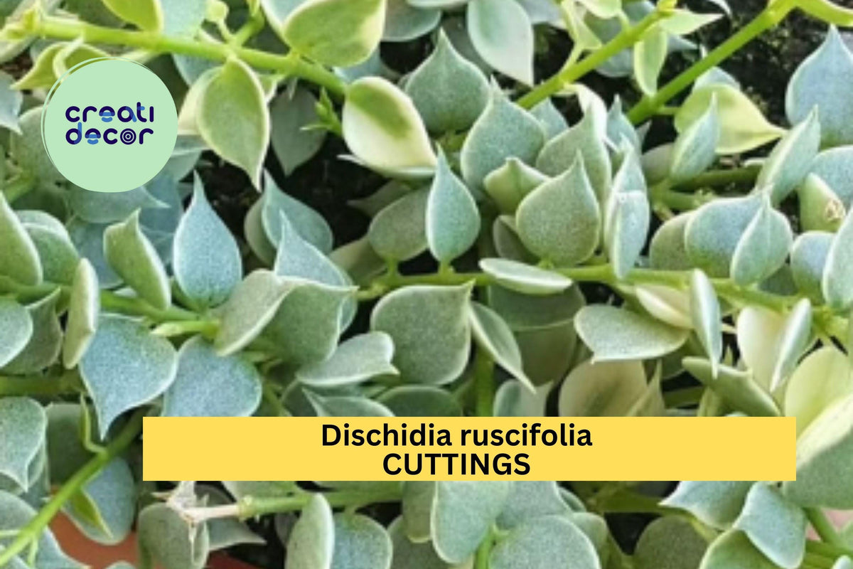 Dischidia ruscifolia Unrooted Cutting – Million Hearts Vine for Hanging Baskets & Terrariums – Easy to Grow Indoor Plant