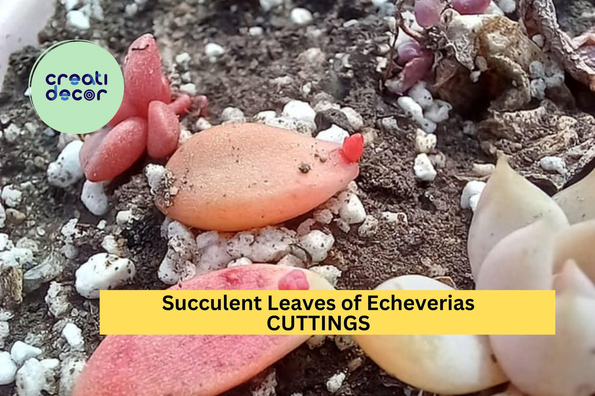 Succulent Propagation Set – 50 Mixed Leaves & 5 Stem Cuttings – Echeveria, Sedum, Graptopetalum – DIY Succulent Garden Starter Kit