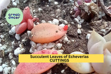 Succulent Propagation Set – 50 Mixed Leaves & 5 Stem Cuttings – Echeveria, Sedum, Graptopetalum – DIY Succulent Garden Starter Kit