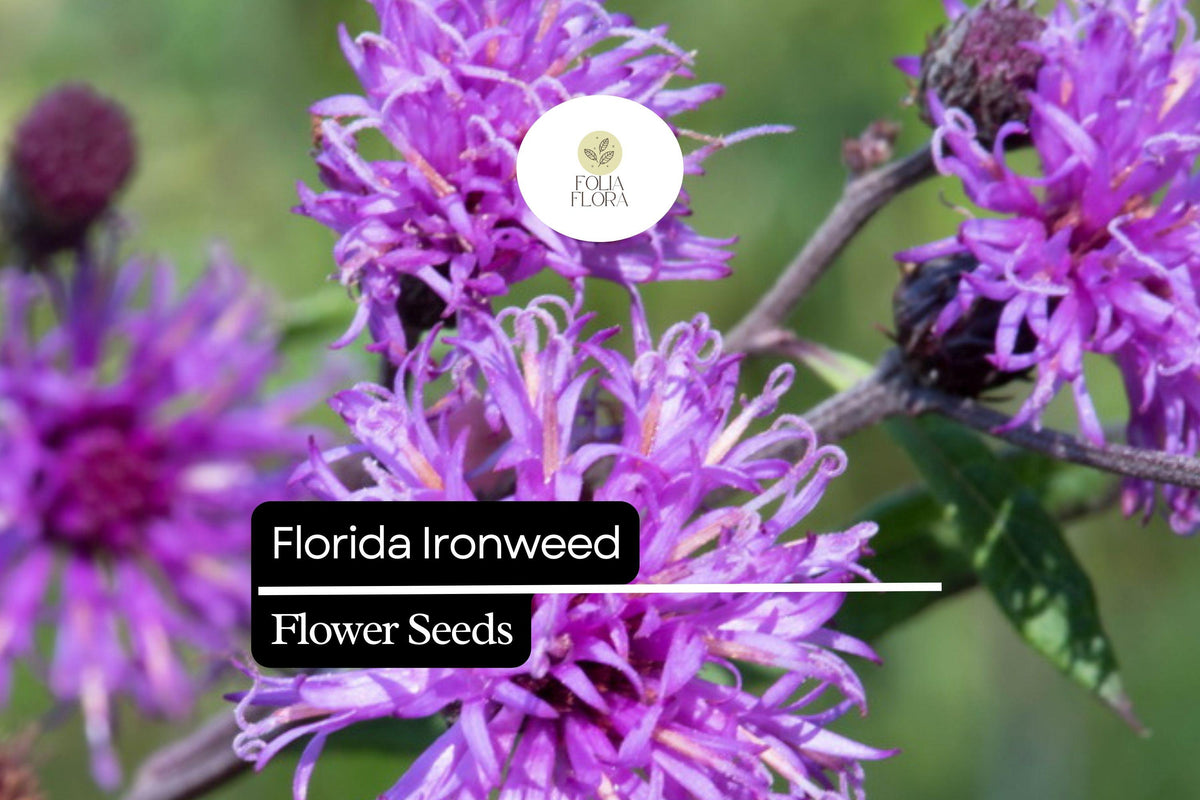 Florida Ironweed Seeds (25) | Native Wildflower | Purple Vernonia angustifolia | Pollinator-Friendly Perennial for Gardens