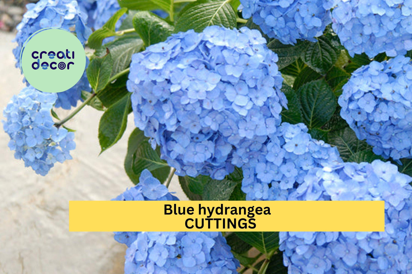 Blue Hydrangea Cuttings – 6–8 Inch Unrooted Hydrangea macrophylla Stem Propagation for Garden, Borders, Containers