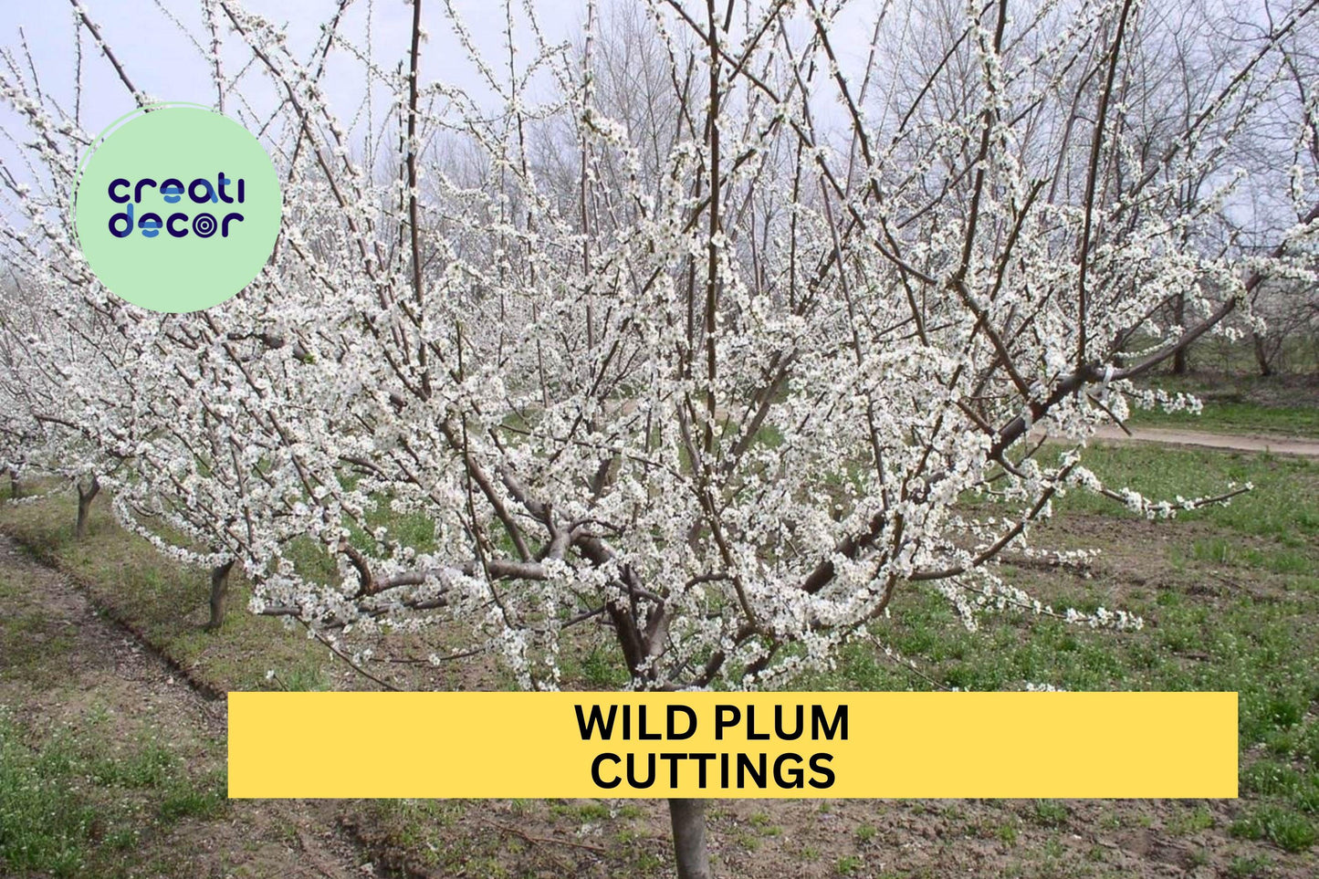 Wild Plum Hardwood Cuttings – Set of 12 Unrooted Prunus americana for Propagation, Edible Fruit Trees, Wildlife & Landscaping