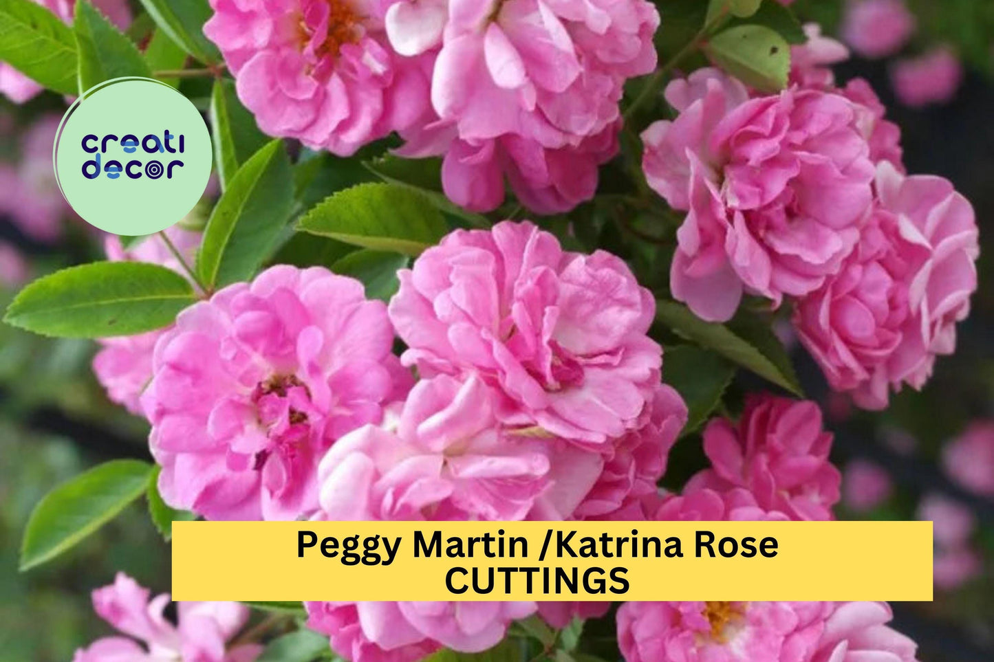 Peggy Martin Climbing Rose Cuttings – Thornless Pink Heirloom Rose – Rosa ‘Peggy Martin’ – Garden Trellis, Fence, Arbor Propagation