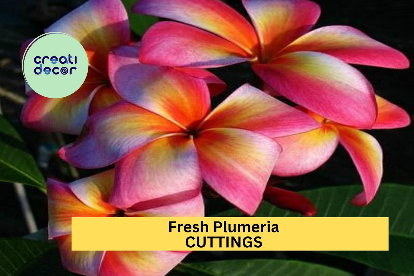 Fresh Plumeria Cutting 12"+ Unrooted Frangipani Planting Tropical Garden Tree Starter Plumeria rubra