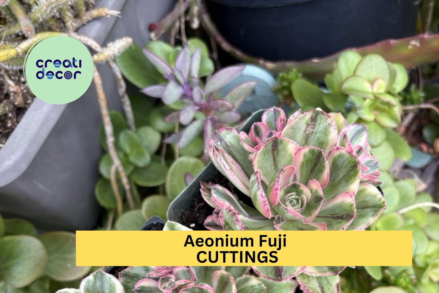 Unrooted Aeonium 'Fuji' Succulent Cuttings | Rosette-Shaped, Green & Reddish Tones | Rare Aeonium Hybrid for Gardens & Pots