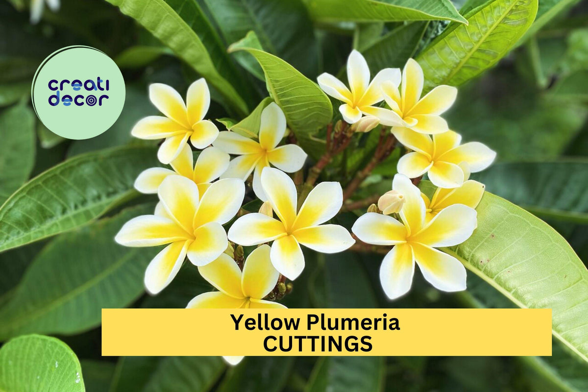 Yellow Plumeria Cuttings 2 Pack | 10” Unrooted Frangipani Tropical Flower Tree Starter | Plumeria rubra
