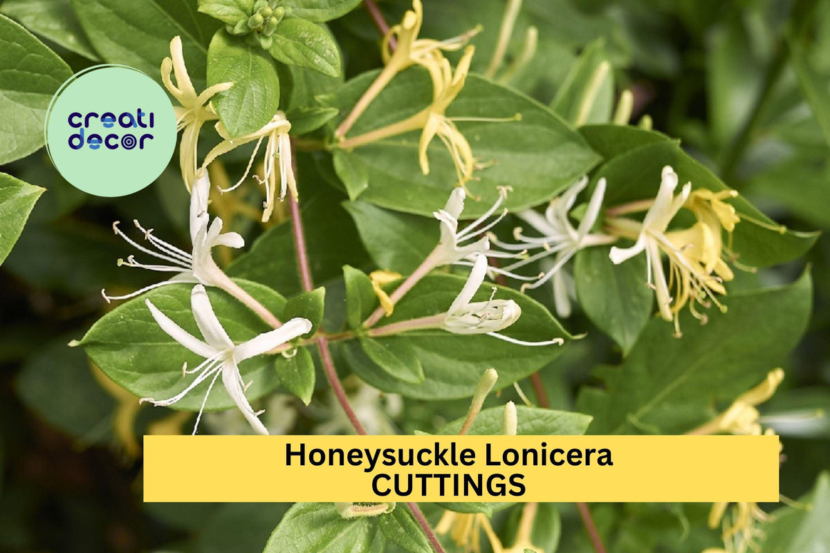 Japanese Honeysuckle Cuttings, Lonicera japonica, Fragrant White & Yellow Flowers, Climbing Vine for Garden Trellis