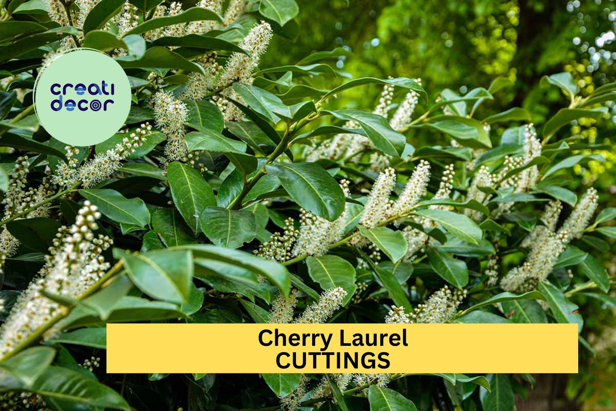 Cherry Laurel Cuttings 6-8" | Unrooted Prunus laurocerasus Evergreen Privacy Hedge Shrub
