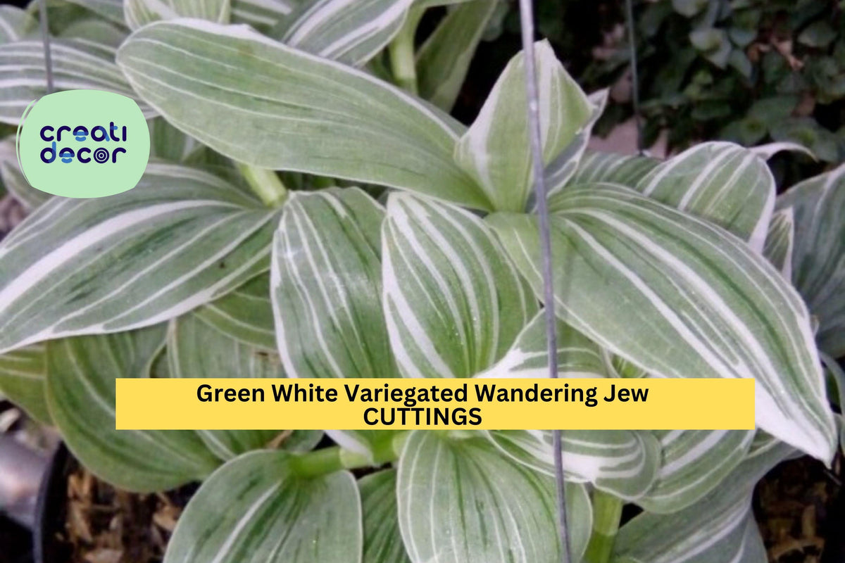 Tradescantia albiflora Cuttings, Variegated Wandering Jew, Green White Foliage, Indoor Houseplant, Hanging Basket Plant