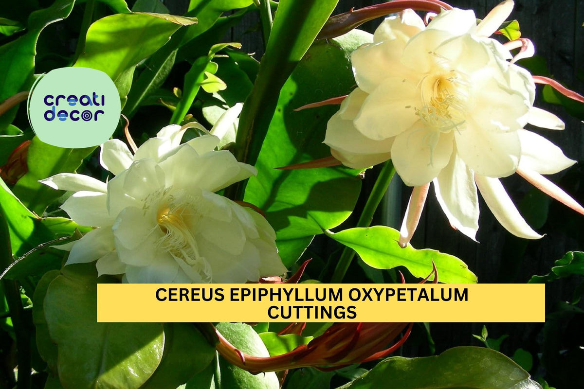 Night Blooming Cereus Cuttings - Epiphyllum Oxypetalum - Fragrant White Flowers - Orchid Cactus Starter 8-10"