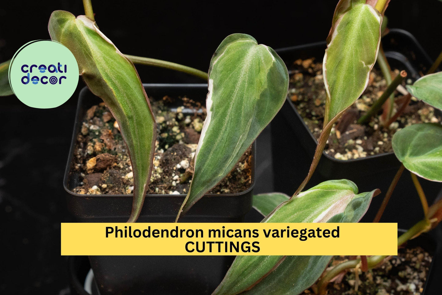 Philodendron Micans 'Velvet Halo' Cutting | Variegated Heartleaf Indoor Houseplant | Rare Trailing Foliage Plant