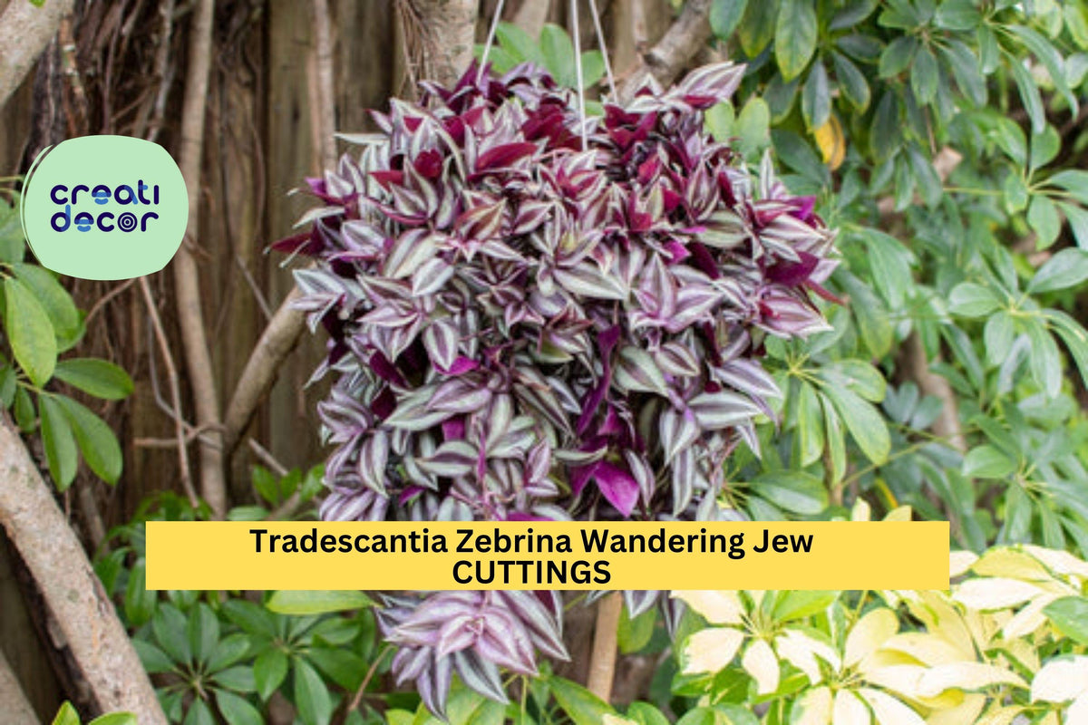 Tradescantia Zebrina Cuttings, Variegated Indoor Vine, Wandering Jew Plant Starter, Trailing Houseplant, Unrooted 5-Pack