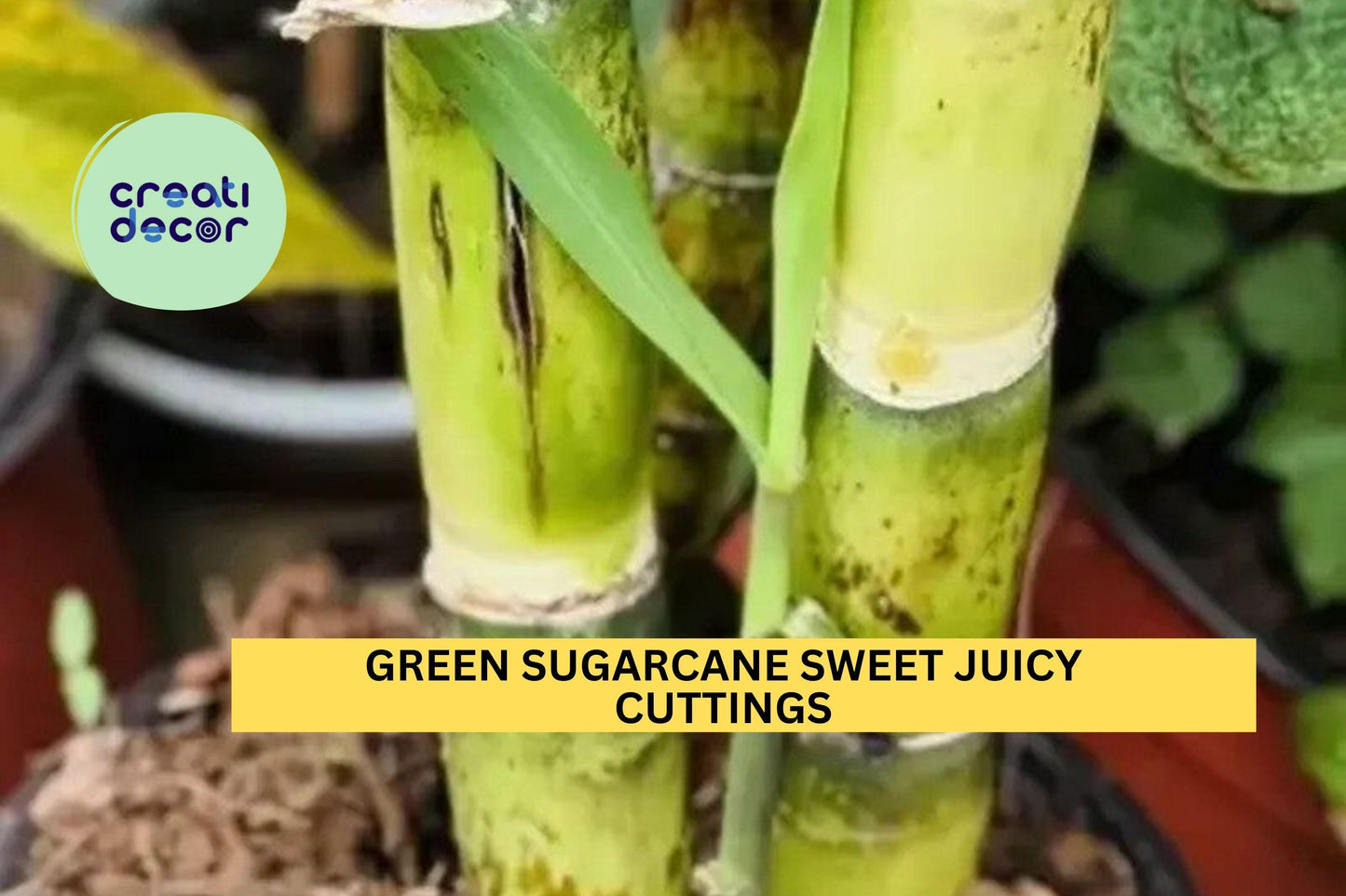 Green Sugarcane Cuttings | Saccharum officinarum | Live Plant Starter Pack for Gardening & Edible Landscapes
