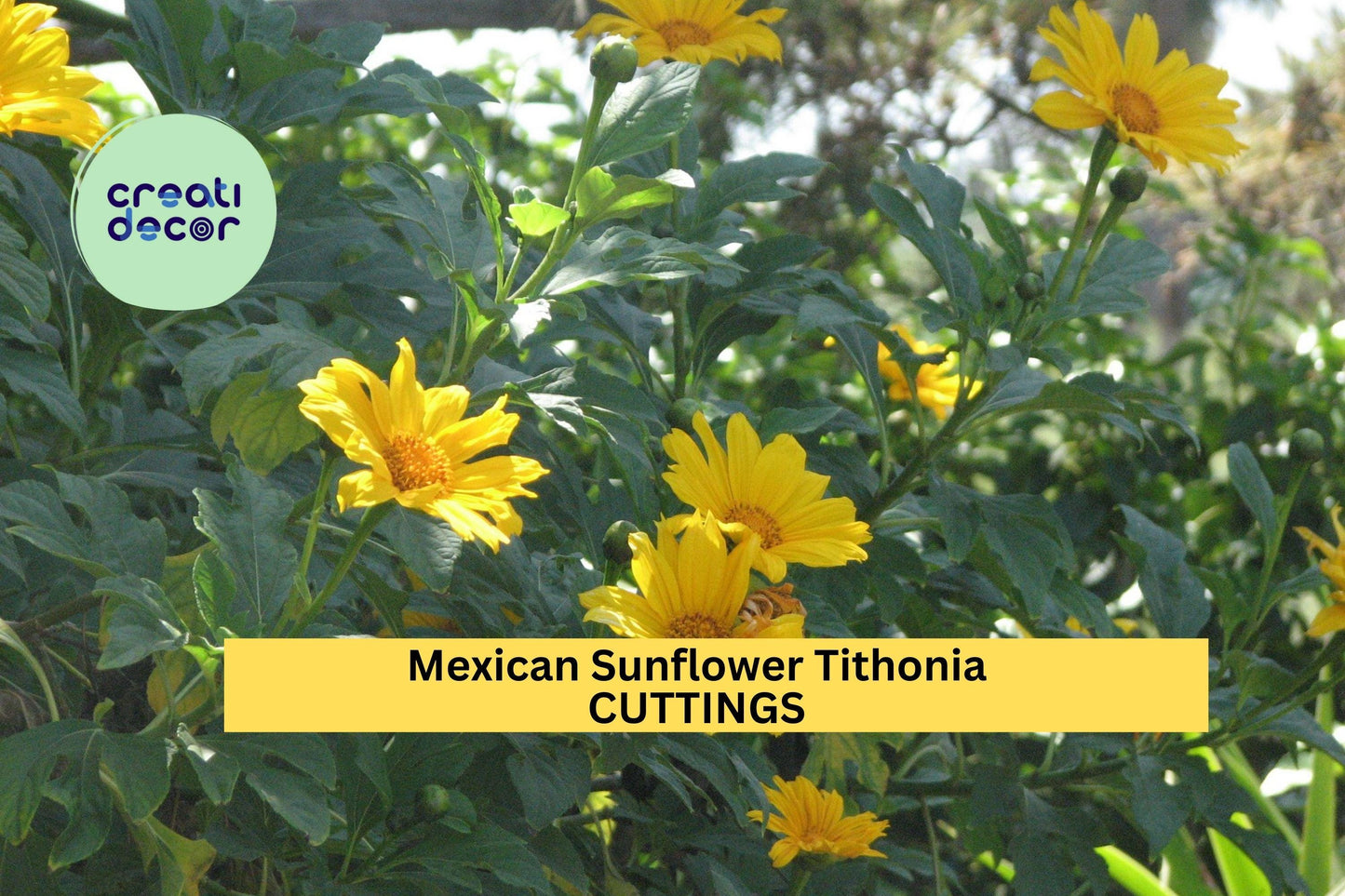 Mexican Sunflower Cuttings | Tithonia diversifolia | Organic Perennial Flowers for Gardens & Landscapes