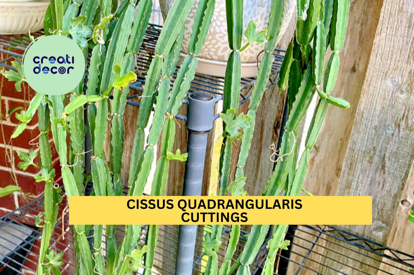 4 Cissus Quadrangularis Cuttings | Veldt Grape Succulent Vine | Easy to Grow Climbing Plant | Unrooted 12" Stems | USA Seller