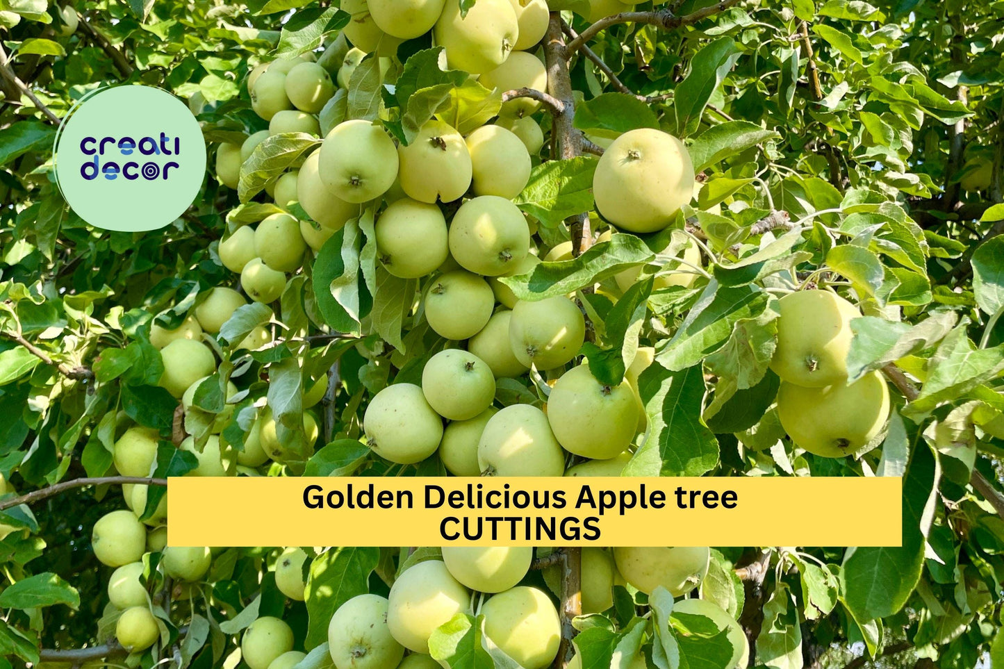 Golden Delicious Apple Scion Cuttings | Malus domestica | Fruit Tree Grafting & Rooting Stock | Fresh Apple Tree Starter