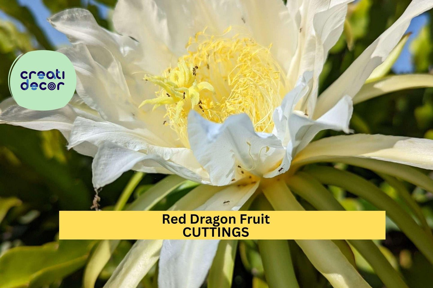 Red Dragon Fruit Cuttings | Condor Variety | Hylocereus Cactus Starter | Tropical Fruit Plant | 9–14 Inches