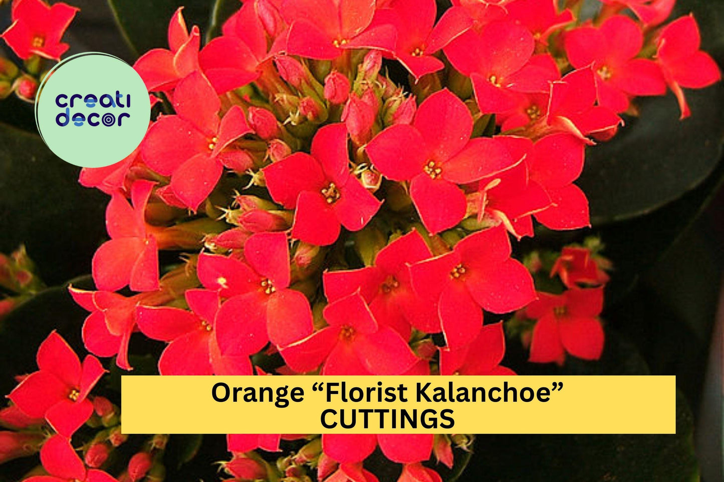 Organic Orange Kalanchoe Blossfeldiana Cuttings – Succulent Starter, Flowering Houseplant, Easy to Root, Bright Orange Blooms