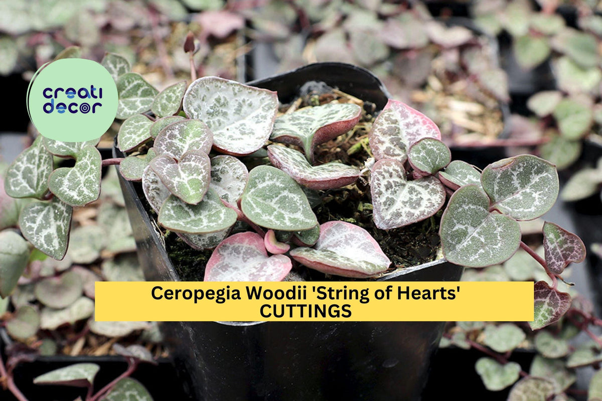 String of Hearts Cuttings | Ceropegia woodii Trailing Vine | 10-12 Inches | Indoor Succulent Plant | Rare Houseplant